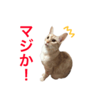 ペコの日常（個別スタンプ：20）
