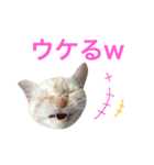 ペコの日常（個別スタンプ：21）