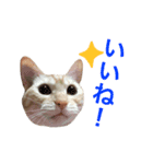 ペコの日常（個別スタンプ：22）