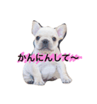 フレブル mahalo（個別スタンプ：1）