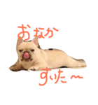 フレブル mahalo（個別スタンプ：11）