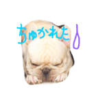 フレブル mahalo（個別スタンプ：12）