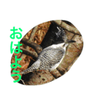 日本の生き物（個別スタンプ：1）