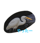 日本の生き物（個別スタンプ：8）