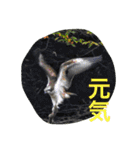 日本の生き物（個別スタンプ：9）