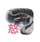 日本の生き物（個別スタンプ：11）