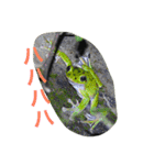 日本の生き物（個別スタンプ：12）
