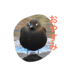 日本の生き物（個別スタンプ：14）