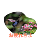日本の生き物（個別スタンプ：21）