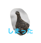 日本の生き物（個別スタンプ：23）