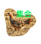 日本の生き物（個別スタンプ：24）