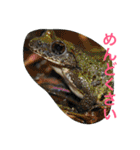 日本の生き物（個別スタンプ：27）