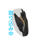 日本の生き物（個別スタンプ：28）