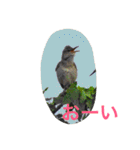 日本の生き物（個別スタンプ：30）