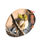 日本の生き物（個別スタンプ：38）