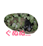 日本の生き物（個別スタンプ：40）