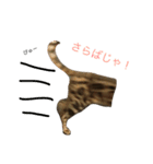 猫がつぶやき（個別スタンプ：3）