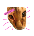 猫がつぶやき（個別スタンプ：4）