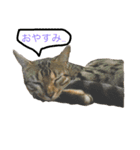 猫がつぶやき（個別スタンプ：5）