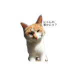 猫がつぶやき（個別スタンプ：6）