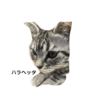 猫がつぶやき（個別スタンプ：7）