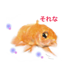 金魚のキンたん Part2（個別スタンプ：1）
