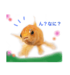 金魚のキンたん Part2（個別スタンプ：2）