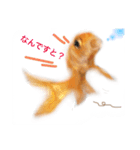 金魚のキンたん Part2（個別スタンプ：3）
