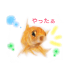 金魚のキンたん Part2（個別スタンプ：4）