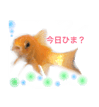 金魚のキンたん Part2（個別スタンプ：7）