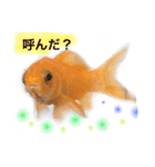 金魚のキンたん Part2（個別スタンプ：8）