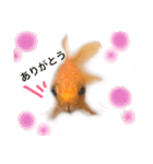 金魚のキンたん Part2（個別スタンプ：10）