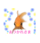 金魚のキンたん Part2（個別スタンプ：16）