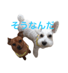 みっちゃん家のワンコ達（個別スタンプ：13）