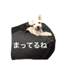 みっちゃん家のワンコ達（個別スタンプ：24）