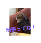 愛想なしのねこ(8)（個別スタンプ：2）