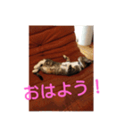 愛想なしのねこ(8)（個別スタンプ：3）