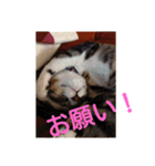 愛想なしのねこ(8)（個別スタンプ：6）