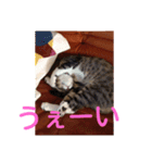 愛想なしのねこ(8)（個別スタンプ：7）