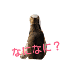 愛想なしのねこ(8)（個別スタンプ：16）