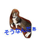 愛想なしのねこ(8)（個別スタンプ：17）