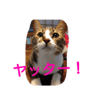 愛想なしのねこ(8)（個別スタンプ：21）