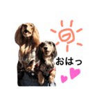 choco＆oreo（個別スタンプ：1）