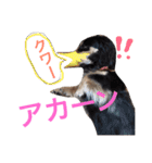 choco＆oreo（個別スタンプ：15）
