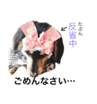 choco＆oreo（個別スタンプ：29）
