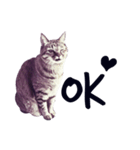 my cats ！！（個別スタンプ：4）