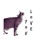 my cats ！！（個別スタンプ：7）