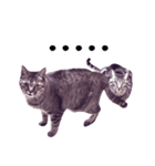 my cats ！！（個別スタンプ：10）