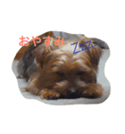 愛犬ぷっちくんのスタンプです！（個別スタンプ：2）
