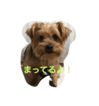 愛犬ぷっちくんのスタンプです！（個別スタンプ：3）